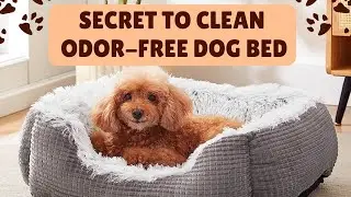 How To Wash Dog Bed? Secret To A Spotless And Odor-Free Dog Bed