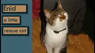 Tabby Cat Personality - Enid's Adoption Video