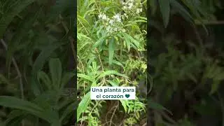 Cedr&oacute;n para el coraz&oacute;n 💚
