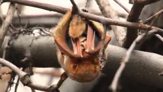 Eastern Red bat in Central Park