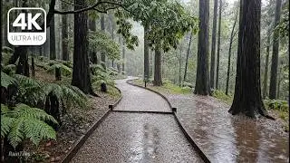 Forest Rain 4K + Natural Raindrops + Soft Crickets + Gentle Mist | Immersive Rain Experience