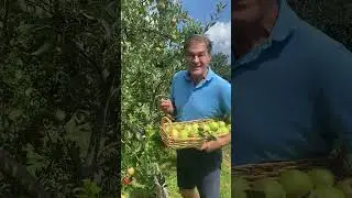 Why Dr. Oz loves eating apples #shorts