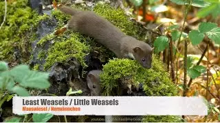 Cute: Little Weasels (Mustela nivalis) / Mauswiesel