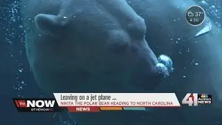 Kansas City Zoo gets ready to send Nikita the polar bear to North Carolina