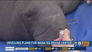 Clearwater Marine Aquarium to unveil plans for manatee rehabilitation center