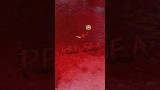 Красное море 😰 #шорты