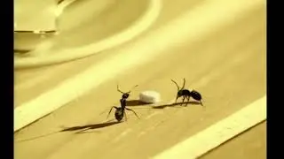 SILVER SPOON: Sugar Ants (Dave Trott)