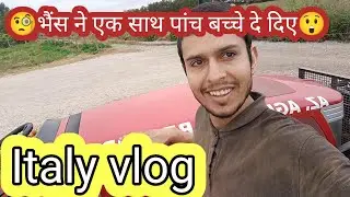 Italian Dairy Farm Vlog | Life In Italy | Italy Indian Vlogger