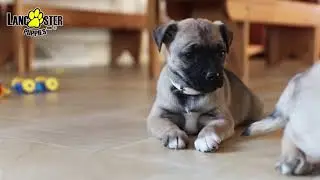 Jug Puppies