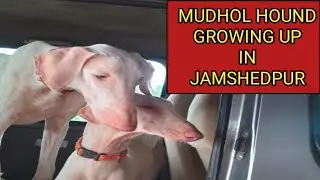 Mudhol hound growing up in Jamshedpur @mudholhoundhistoryandactiv9023
