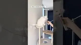 cat high five