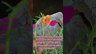 #jardiner&iacute;a #mutaciones #flowers #naturaleza #biologia