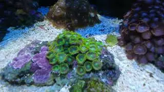 Dragon Eye Zoas