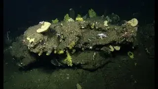 Rocky Reefs and Sponge Gardens off Southern California | Nautilus Live