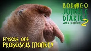 Proboscis Monkeys: Big Nosed Beauties | Borneo Jungle Diaries (S02E01) | SZtv