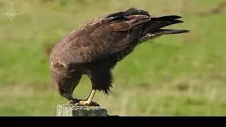 Zeearend & Roerdomp in de Blankaart & Viconia kleiputten , Aigle De Mer & Butor / Butorn & Sea Eagle