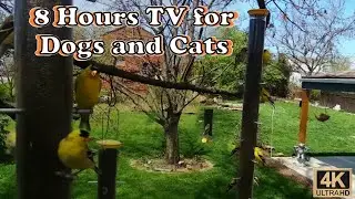 8 Hour Dog and Cat TV: Relaxing Nature Scenes & Animal Sounds for Cats