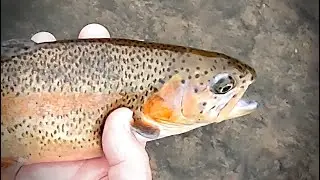 Tenkara in the Iowa Driftless - Vlog #112