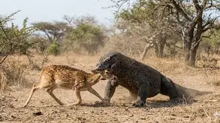 Komodo Dragon vs Male Deer And  EVERYONE! Ultimate Animal Battle Compilation _Who Will Survive?