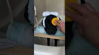 My dog loves going to the spa!! #dog #bestfriends #puppy #dogs #puppies #dogmom #dogshorts