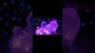 Glowing Crystals Tapping with Echoes #satisfying #hypersatisfying #asmr
