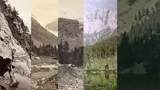 🌲🌳🌴 A tree story | A celebration of trees in photography 🌴🌳🌲