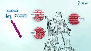 Revolutionizing Duchenne Muscular Dystrophy: PepGen's Innovative Approach | Life Science Animation