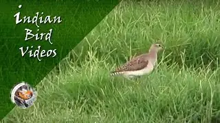The Wood Sandpiper (Tringa glareola) - Indian Bird Videos