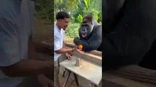 nThe Moment Gorilla Gets Amazed by Fruit Magic Trick