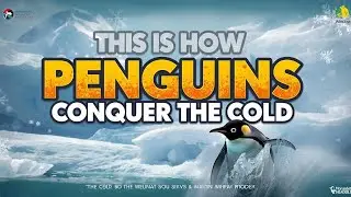 Penguin : Life Cycle, Ice Survival & Their Vital Role in the Ecosystem | Wildlife Documentary