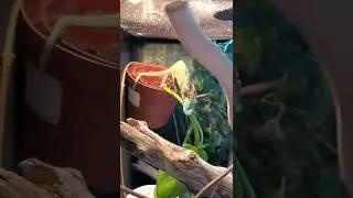 Esme the Green Veiled Chameleon nails another juicy blue Hornworm without reservation or hesitation