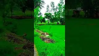 #viralmore#subscribemychannel#subscribemore#viralmore#trendingnatureshorts#naturelover#viralmore
