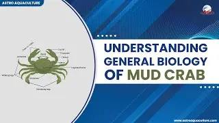 Understanding General Biology of Mud Crab - Astro Aquaculture