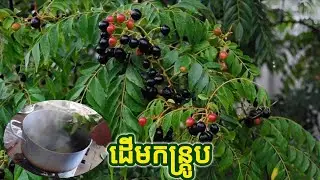 ដើមកន្ត្រូប​ ឬកន្ទ្រោក - Murraya koenigi (L.) Spreng - RUTACEAE