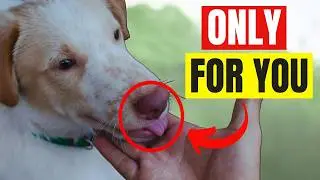20 Things DOGS ONLY Do For Their Favorite Person (The TRUTH Will MELT Your Heart!)