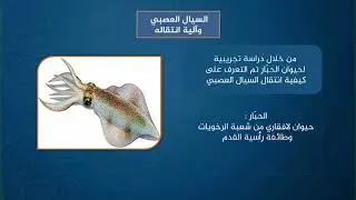 دروس تعليمية | الاحياء | السائل العصبي وآلية انتقاله | الصف الثالث ثانوي