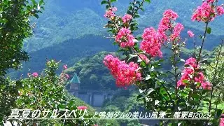 真夏のサルスベリ　と鳴淵ダムの美しい風景：篠栗町2025Midsummer Crape Myrtle and the Beautiful Scenery of Narufuchi Dam: Sasag