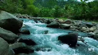 Calming River Sounds for Deep Sleep | Soft Flowing Water Stream Ambience