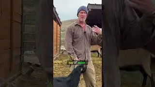 Обеспечьте своим козам уют этой зимой с помощью простого трюка с постельным бельем! 🐐❄️