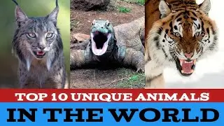 Top 10 Unique animals in the world