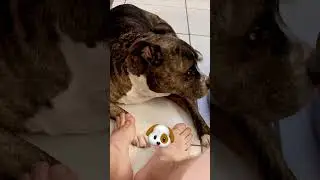 Amor perruno 🐶 #dogs #mascotas #cumbia