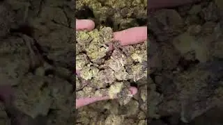 Peanut Butter Breath 28.17 Thc - 2.91 Terp