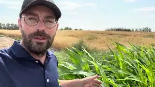 Oats & Sorghum Double Crop