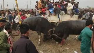 #buffalo fight || Bupti Hira Morigaon V/S Rohomsah Dolbari || Part 2 Winner Bupti Hira moh tu.