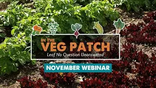 In the Veg Patch - Planting & Pruning