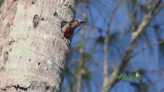 CARPINTERO hembra entra y sale del nido (Puerto Rican Woodpecker, Melanerpes portoricensis) ENDEMICA