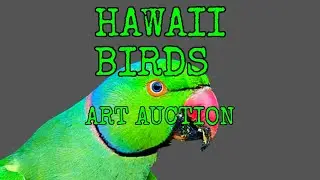 EASY HAWAII Birds BIRD TALK Show Ep24  [ ART AUCTION ]  Winner Takes ALL !!