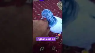 #ladaku kabutar #pigeon #bird#high flayar h#shok short#