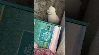 Мой ангелочек 🐰 #кролики