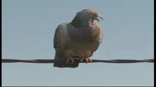 Angry birds geico